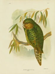 Kakapo
